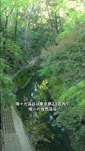 早朝の等々力渓谷 (01) 🌿癒しの自然と古墳群🏔️東京23区唯一の自然渓谷が3年ぶり完全再開！入口からスタート
