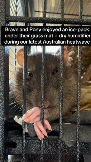 Cool Tips for Rats During a Heatwave