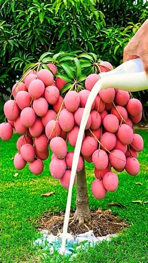 How to graft mango trees to produce more fruit using egg #garden #fruits #nature #diy