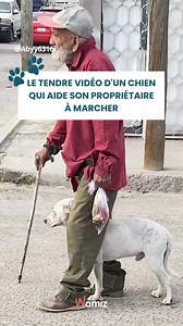 269K views · 10K reactions |  Cet homme et son chien sont célèbres dans tout leur quartier pour marcher de cette manière : ensemble, comme s'ils n'étaient qu'un.  Une voisine a capturé ce moment. #viral #moments #amour #animaux #chien #histoires | Wamiz | Facebook