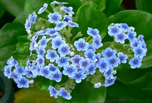 Chatham Island forget-me-not