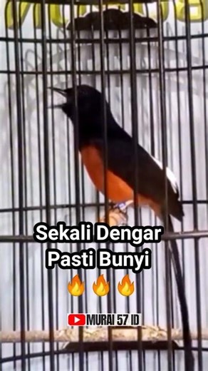 Murai Batu Gacor Juara! Sekali Dengar Langsung Ketagihan‼️ #muraibatumedan
