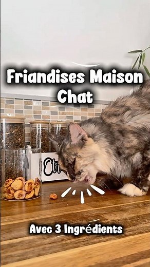 Friandises maison pour chat #chat #cat