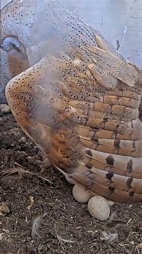 🦉WOW! Female Barn Owl Reveals 7 Eggs After Hours of Incubation!