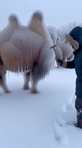 An unbelievable encounter in the frozen wilderness! 😰 Deep in the silent, snow-choked forest, I found a majestic full-grown Bactrian camel standing upright—completely encased in a hyper-realistic, thick layer of rock-hard ice. From its two humps to its long neck, it was frozen stiff like stone, its feet locked into the ground by solid ice. ​Every second was a fight for its life. Watch this intense, third-person POV rescue as I use a heavy hammer to rapidly shatter the dense ice prison. Witness 