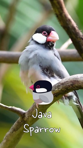 Java Sparrow Facts and Birdsong Compilation