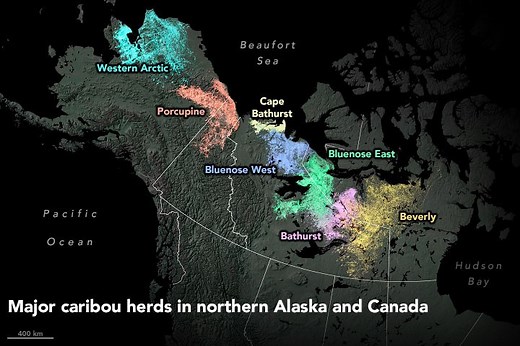 Caribou on the Move - NASA Science