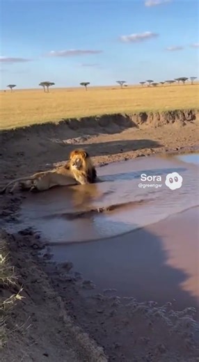 One Engine Sound, One Wrong Step — Hyena Falls Into Crocodile Den#animals #wildlife #fyp