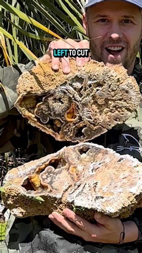 809K views · 32K reactions | Black and yellow crystals?! Was not expecting that. These ancient agate coral geode fossils just keep entertaining and reminding us of how beautiful Mother Nature can be. Cut and polished by @coralgeodes ...#SHRKco #LinkInBio #coral #agate #fossil #ancient #ocean #reef #springbreak #prehistoric #coralreef #sea #shells #rarefind #mineral #crystal #crystals #crystalvibes | SHRKco | Facebook