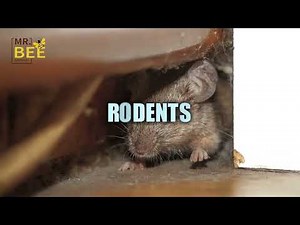 Professional Bee & Wasp Extermination Services | MR Bee Removal