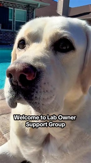 Labrador support group confessions! #Dog #labrador #dogsofinstagram #pet | Bustersworld4