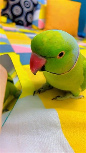 Parrot sound ❤️ | Ruby Eckert | Facebook