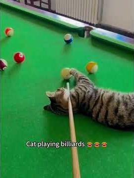 Cat on Billiards #snooker