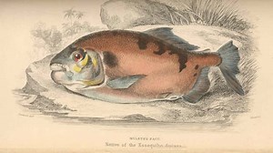 Fish With Human Teeth Caught In Oklahoma