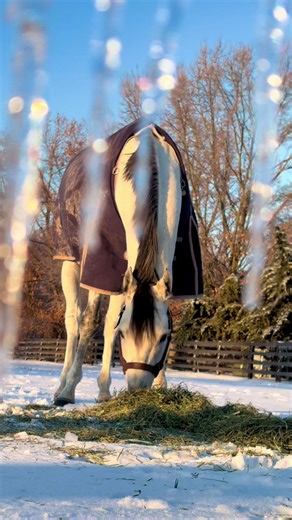 Essential quality 🇺🇸