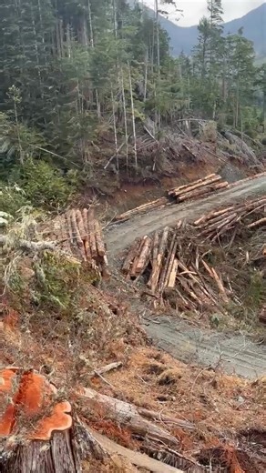 Logger & Log Hayes & Pacific Tree Climbing Lovers 🌲🪓 ​#LoggingHistory #LumberjackLife #VintagePhotography #Throwback #History | Logger & Log Hayes & Pacific Tree Climbing Lovers