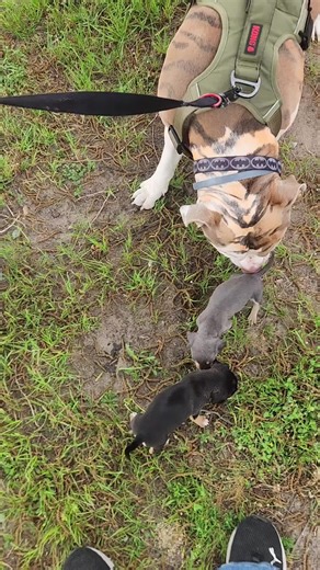 these are my neighbors puppies and Batman's trying to claim them as his own lol #batman #batmangang #puppylove #tigerdog #Scarsdale