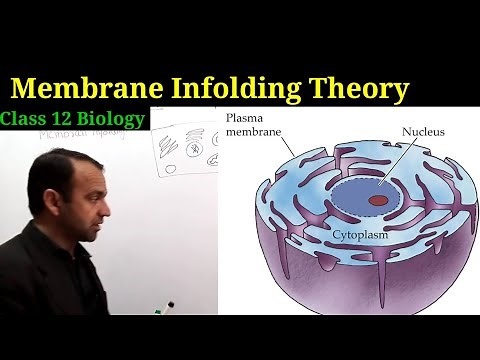 Membrane Infolding Theory class 12 Biology | Evolution