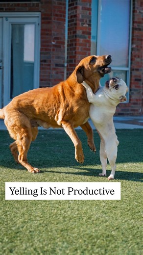 Stephanie Rodriguez on Instagram: "When was the last time you were open to a conversation or learning anything new… When the other person is yelling at you? Never. 🥰 ———— Clothing Link in bio-Ihopandfriends.com For access to the private page and day in the life content of all the pups! Click on my profile and you’ll see the subscription button! Every rescue dog has a story. Uncover it with @wisdompanel so they can get the best care. Get 25% off the most accurate pet DNA test with PAWERFU