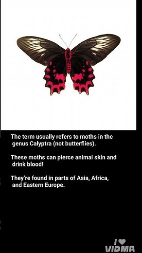 Vampire butterfly (Vampire moths)#facts #sciencefacts #evolution