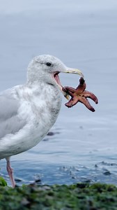 13K views · 63 reactions | Can a gull swallow a starfish whole!? 樂️...