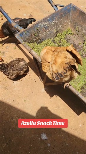 Azolla Feeding Chicken #Azolla#chicken #villagelife #kenya