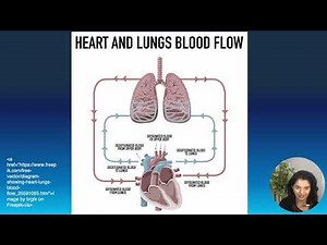 – ❤️ Blood Flow in the Lungs (Pulmonary & Bronchial Circulation)