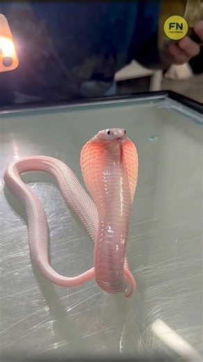 Why Cobra Snake is Called The King 👑 #shorts