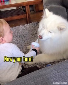 1.7M views · 14K reactions | #Throwback to when my bestie’s little brother shared his bottle with me. I would’ve shared my treatos with him if hoomans allowed it. Don’t worry, no mini-hoomans or doggos were harmed in the making of this video!  Music: Windy by Ikson | Coconut Rice Bear | Facebook