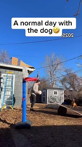 3.5M views · 62K reactions | Playing with dogs #scareprank #fun #scarecam #funny #pranks #failarmy #fail #fyp #scaring #jumpscare #funnyprank | Funny Prankk.USA. | Facebook