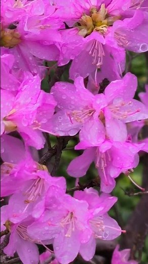 What a Treat! 🌸 Plants That Bloom in Early Spring