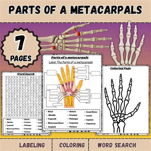 Parts of the Metacarpals |Labeling Worksheet, Skeletal System, Anatomy & Biology