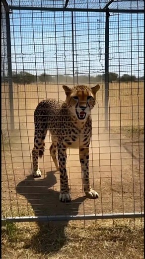 The Lion Jumped Inside… What Happened Next Is Insane