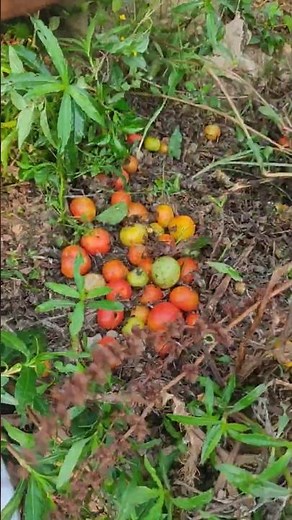 Tomato harvesting process