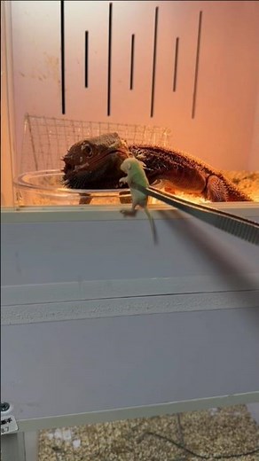 Live Pinky Mice for Bearded Dragons 👀