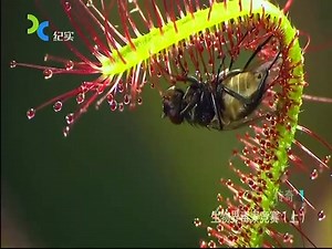 【纪录片/CCTV】生物界毒素竞赛_哔哩哔哩_bilibili