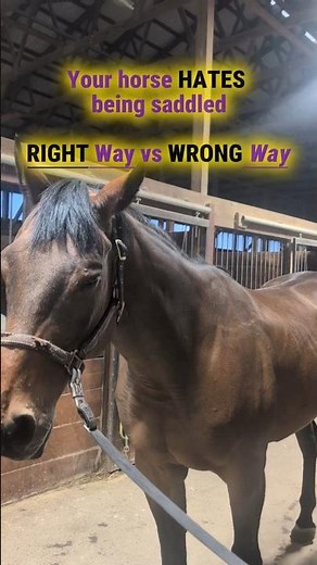 Why Does Your Horse HATE Being Saddled?