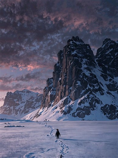 Leia a legenda 👇🏻 Esta imagem conta uma história de uma determinação silenciosa e trágica. No coração da Antártida, onde o vento grita a 160 km/h e a temperatura permanece muito abaixo de zero, existe um ritmo na vida. Milhares de pinguins-adélia se movem como um só — uma maré preta e branca fluindo em direção ao mar em busca de alimento e sobrevivência. Mas então, há este aqui. Ele para. Ele se afasta do oceano, se afasta do calor do grupo e se afasta de tudo o que significa “vida”. Ele começ