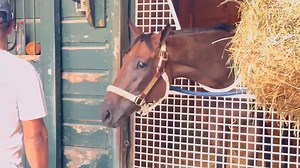 168K views · 5.5K reactions | Welcome back to Saratoga, reigning Horse of the Year THORPEDO ANNA! | NYRA | Facebook