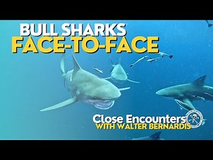 Bull Sharks 101 | National Geographic