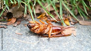 angle view poisoned cockroach being bit by ants and struggling on the ground near grasses