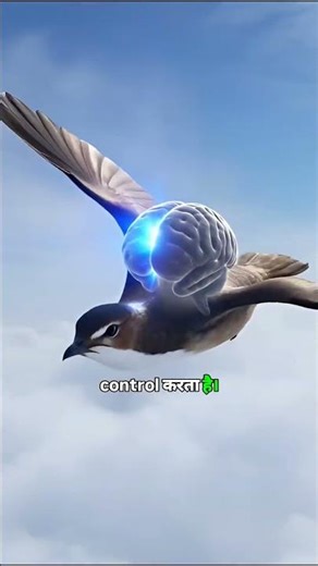 The Bird That Sleeps While Flying