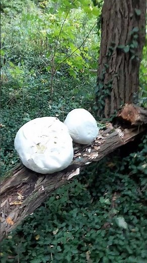 exploding puff ball mushroom .