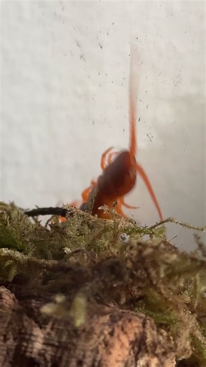Raja my Scolopendra Hardwickei (Indian tiger centipede 🐅)
