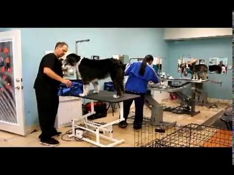 Pet Grooming School