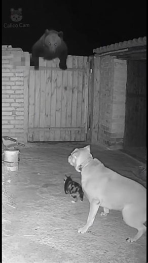 Will the dog protect its home? 🐶🏠 개는 집을 지킬 수 있을까? #bear #cctv #rescue