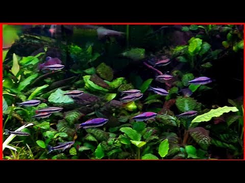 Blue Emperor Tetras (Inpaichthys kerri). More schooling action. Planted Community Aquarium.