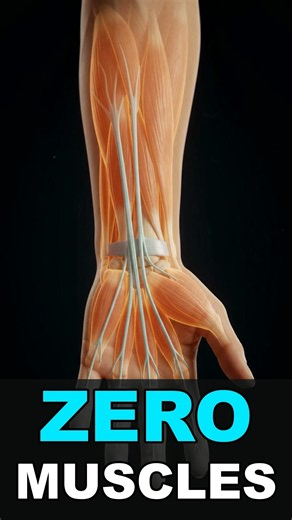 Your Fingers Have Zero Muscles (Something Else Is Actually Moving Them) #shorts