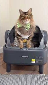 Tigger’s Review 👍 #3southerncatsandmomma #talkingpets