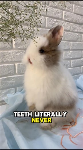 why a rabbit can see behind its head